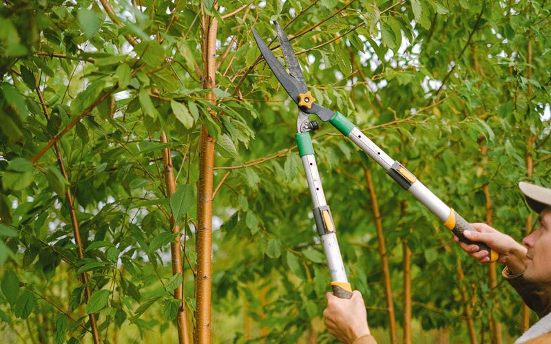 Tree trimming in Manlius, IL