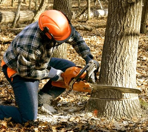 Tree Removal in Manlius, IL